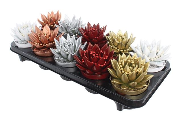 Picture of ECHEVERIA MIRANDA X-MAS DYED+CHAIN MIX