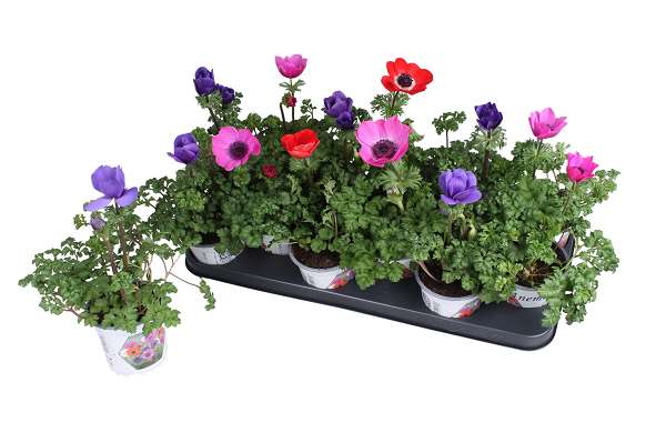 Picture of Anemone coronaria harmony mix