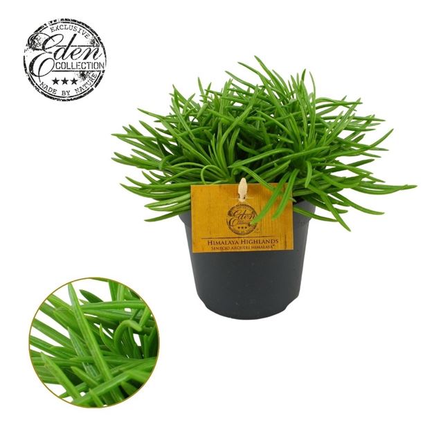 Picture of Senecio archeri himalaya