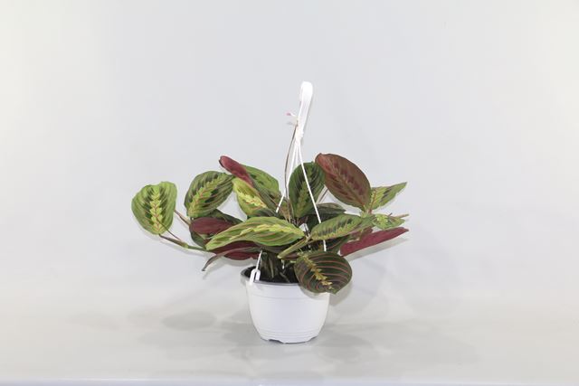 Picture of MARANTA LEUCONEURA FASCINATOR HANGING BASKET