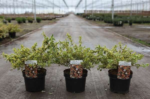 Picture of Abelia grandiflora tricolor charm