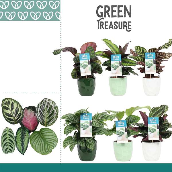 Picture of Calathea mix in ceramic