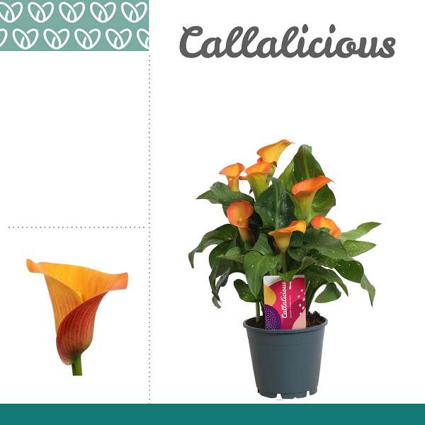 Picture of Zantedeschia orange