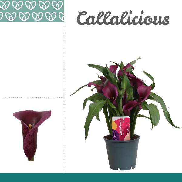 Picture of Zantedeschia purple