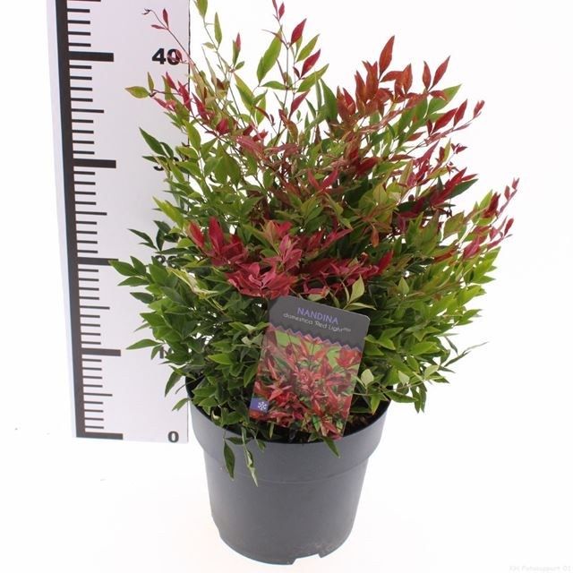 Picture of Nandina domestica red light