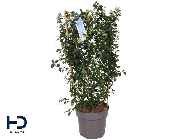 Picture of Ceanothus thyrsiflorus repens on frame