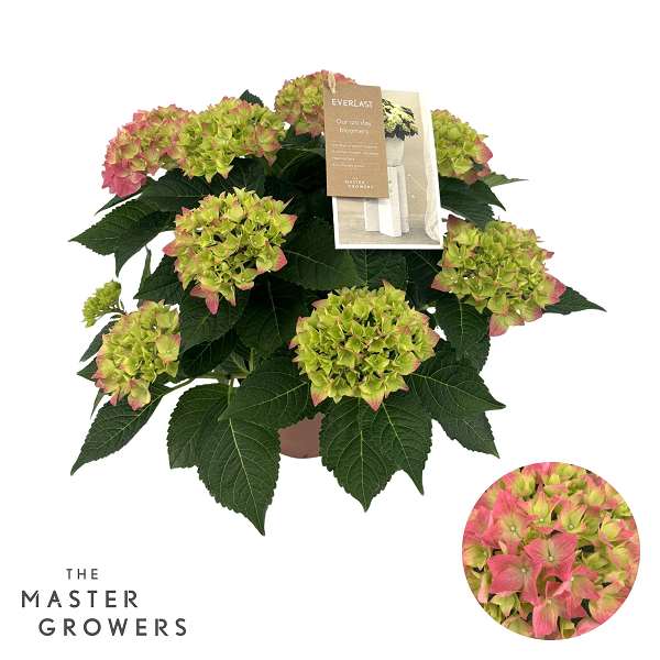 Picture of Hydrangea hi everlast 05 fl pink