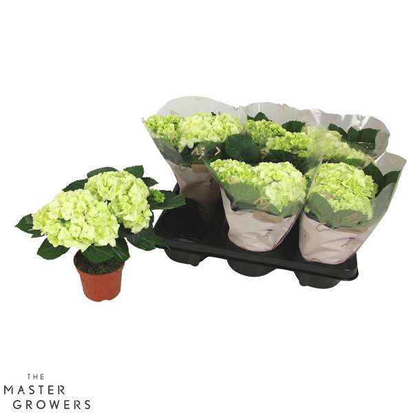 Picture of Hydrangea macrophylla 02 fl white