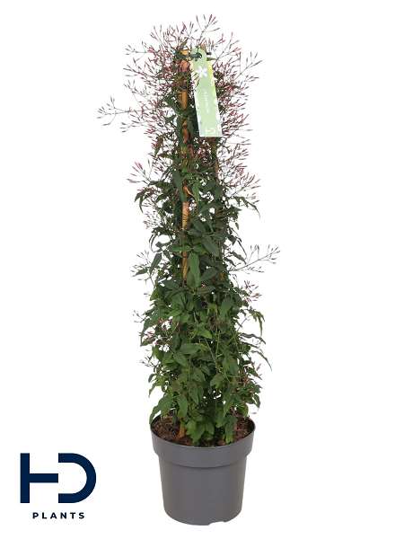 Picture of Jasminum passion dark pink piramide