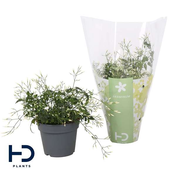 Picture of Jasminum bush