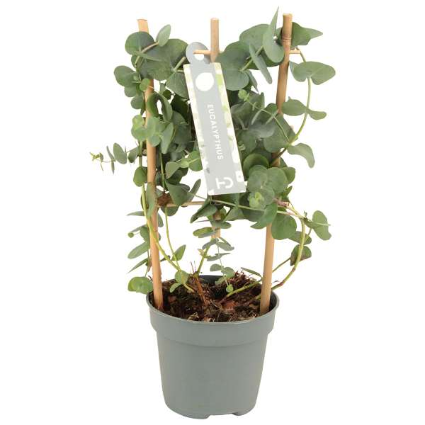 Picture of Eucalyptus cinerea silver dollar on frame