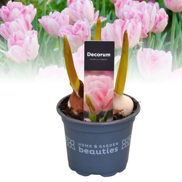 Picture of Tulipa foxtrot