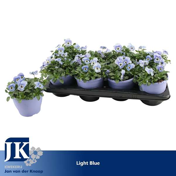 Picture of Viola cornuta light blue