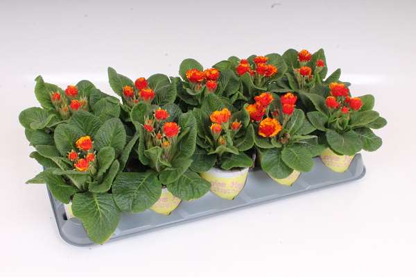 Picture of Primula ily specials - chinese new year