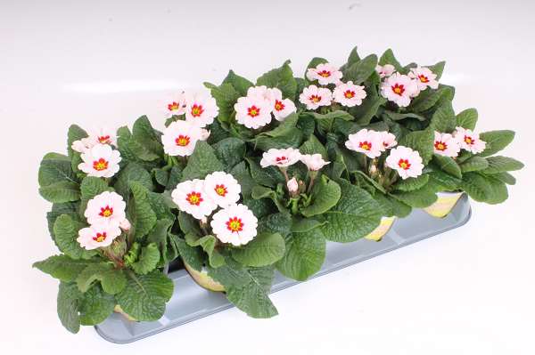 Picture of Primula ily specials - jupiter white red eye