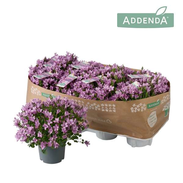 Picture of Campanula ambella  pink