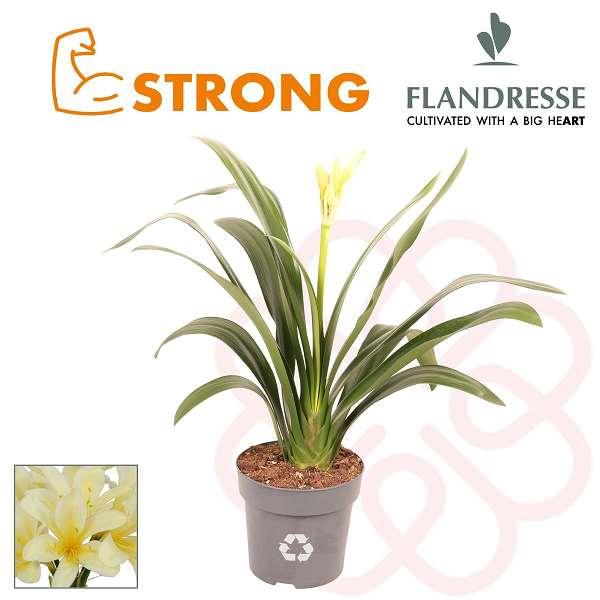 Picture of Clivia strong yellow