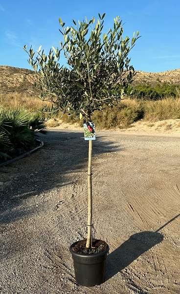 Picture of OLEA EUROPAEA TIGE C10L