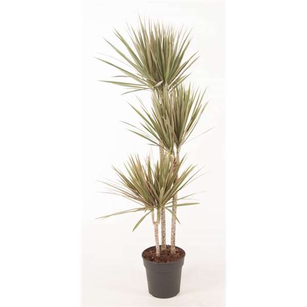 Picture of DRACAENA MARGINATA BICOLOR 090+/60+/30+