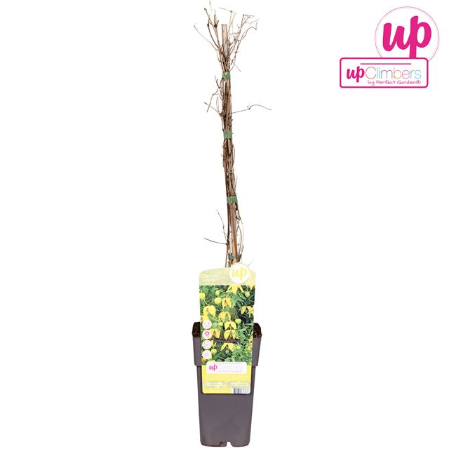 Picture of Clematis tangutica