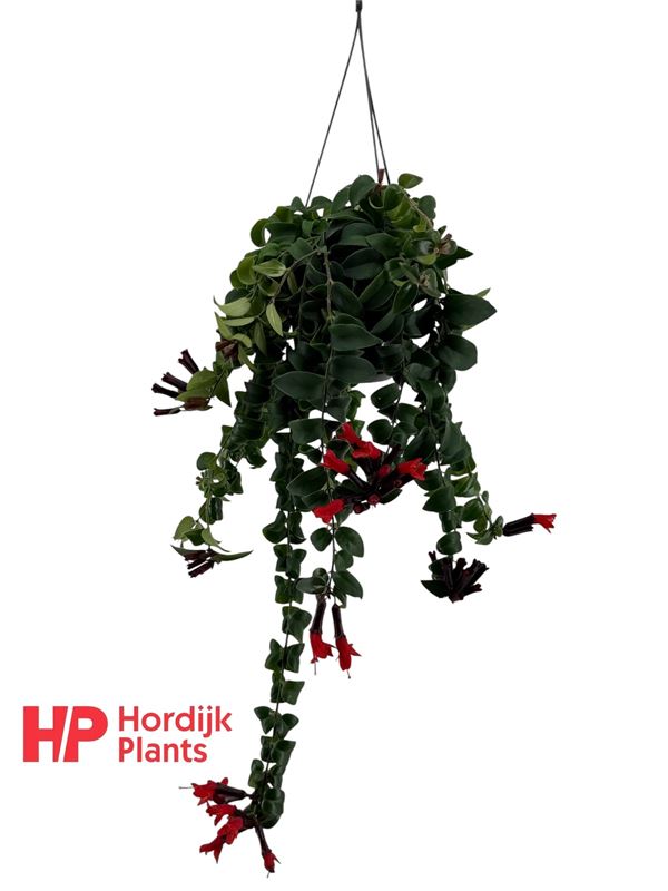 Picture of Aeschynanthus rasta in hanging basket