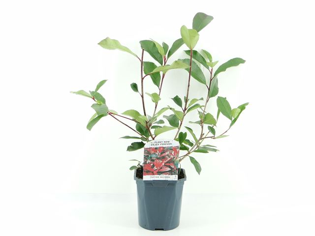 Picture of Photinia fraseri red robin