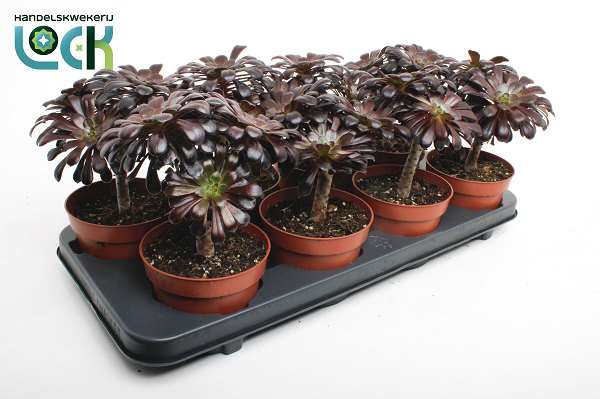 Picture of Aeonium arboreum nigrum