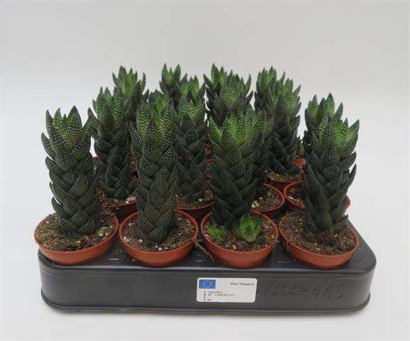 Picture of Haworthia reinwardtii