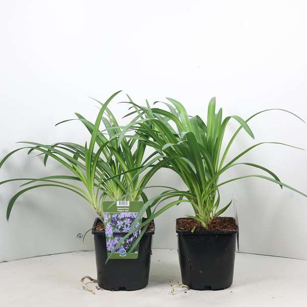 Picture of Agapanthus everpanthus poppin star