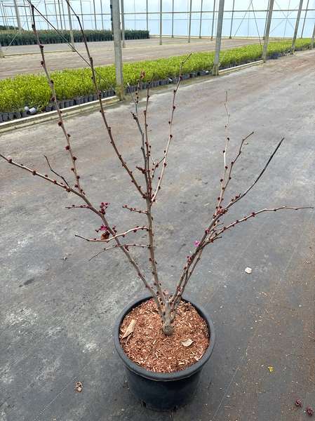 Picture of Cercis chinensis avondale