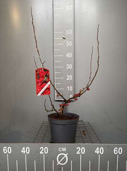 Picture of Chaenomeles spec  rubra