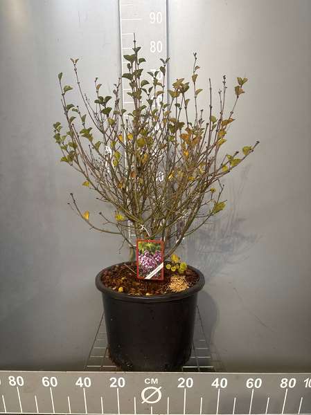 Picture of Syringa meyeri palibin