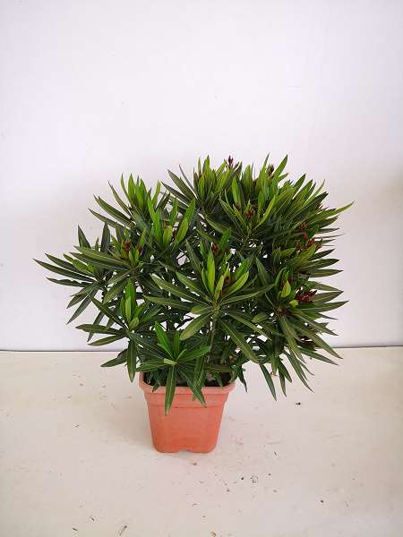 Picture of NERIUM OLEANDER POT CARRE C5L