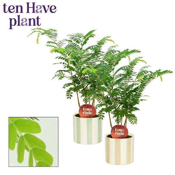 Picture of Tamarinde in ceramic