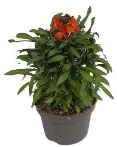 Picture of Erysimum leya orange glow
