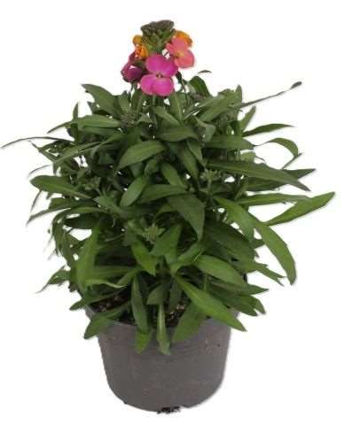 Picture of Erysimum leya purple glow