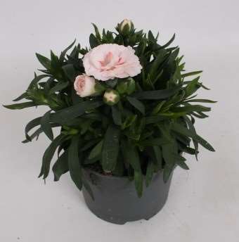 Picture of Dianthus caryophyllus oscar white and red