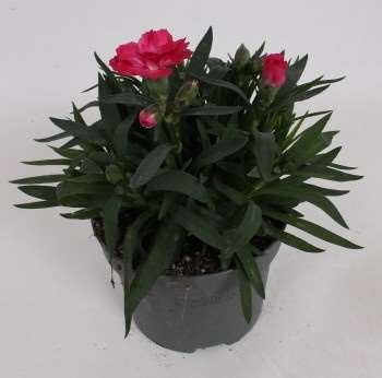 Picture of Dianthus caryophyllus oscar pink and purple