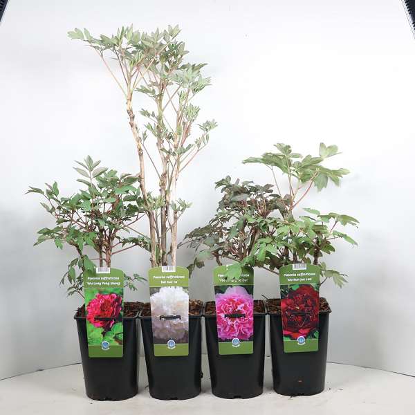 Picture of Paeonia suffruticosa 3/5-stem