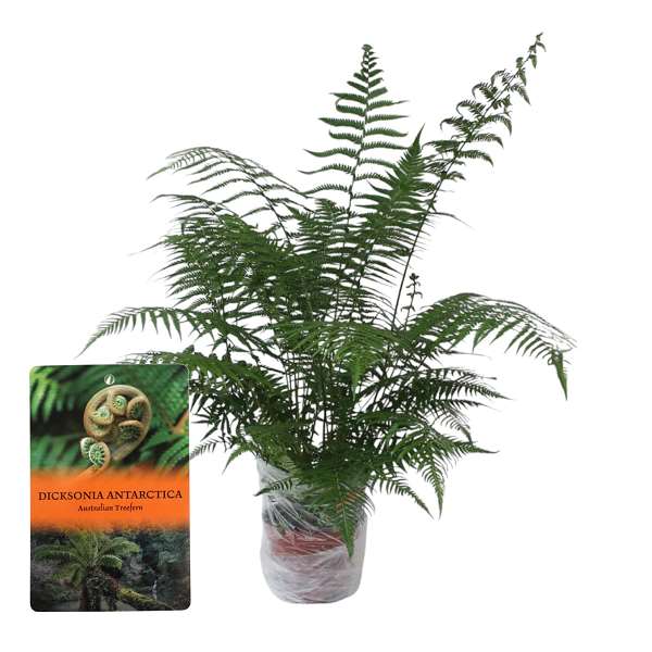 Picture of Dicksonia antarctica