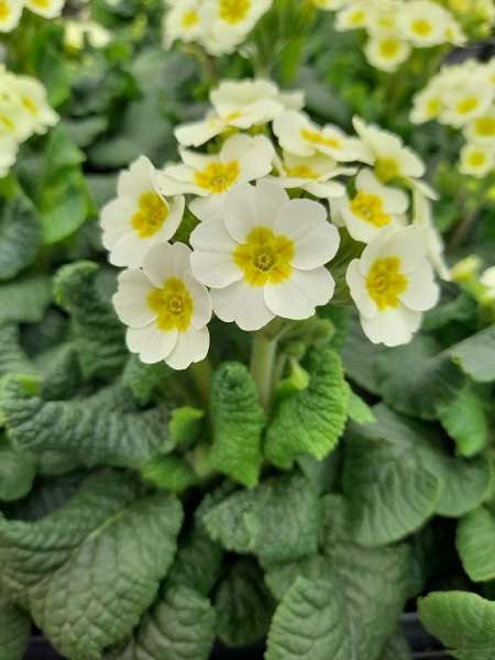 Picture of Primula veris white