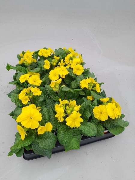 Picture of Primula acaulis limoncello