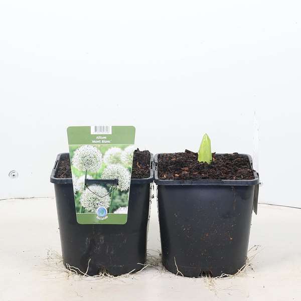 Picture of Allium mont blanc