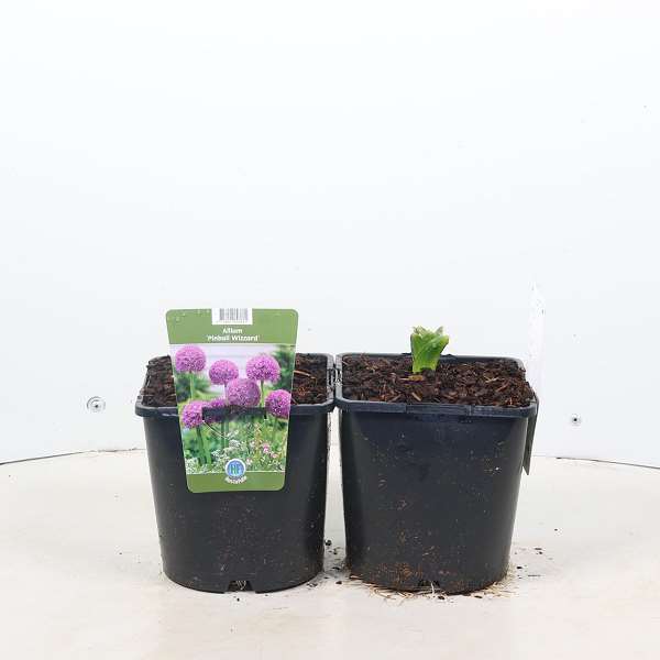 Picture of Allium pinball wizard