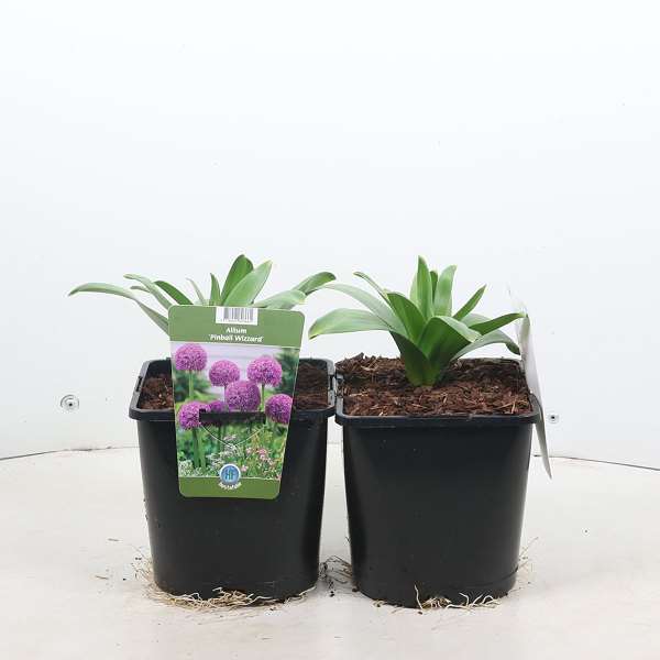 Picture of Allium pinball wizard