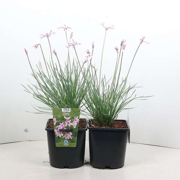 Picture of Tulbaghia purple eye