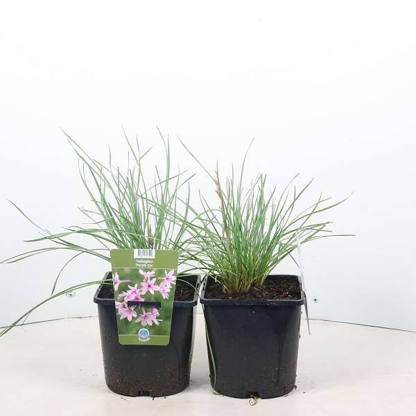 Picture of Tulbaghia purple eye