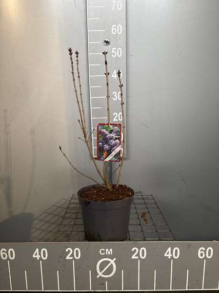 Picture of Syringa v  amethyst blue