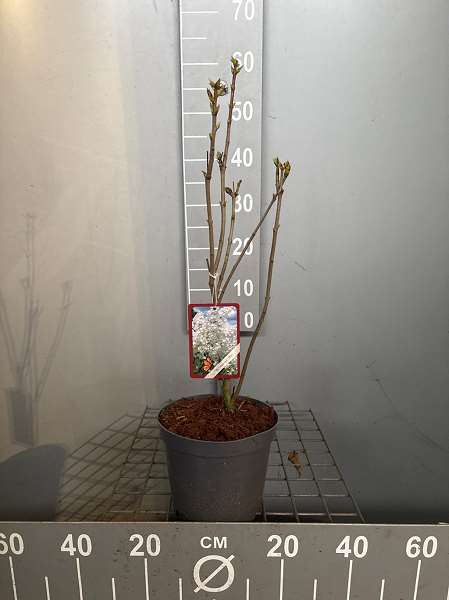 Picture of Syringa v  mme florent stepman white