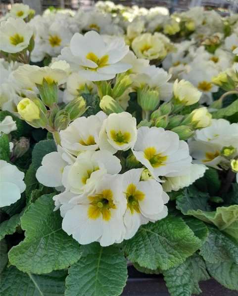 Picture of Primula veris stella white